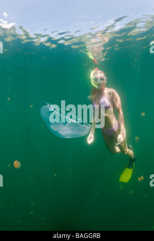 Mond Quallen und Skin Diver Golden Golden Jellyfish Lake Mikronesien Palau Stockfoto