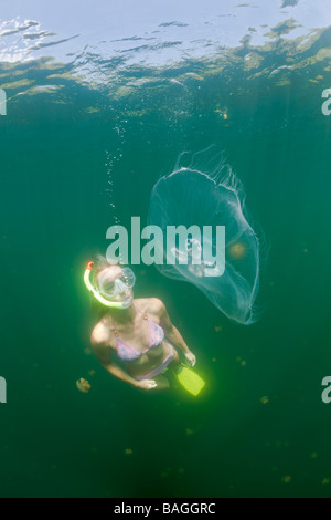 Mond Quallen und Skin Diver Golden Golden Jellyfish Lake Mikronesien Palau Stockfoto