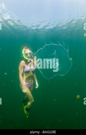 Mond Quallen und Skin Diver Golden Golden Jellyfish Lake Mikronesien Palau Stockfoto