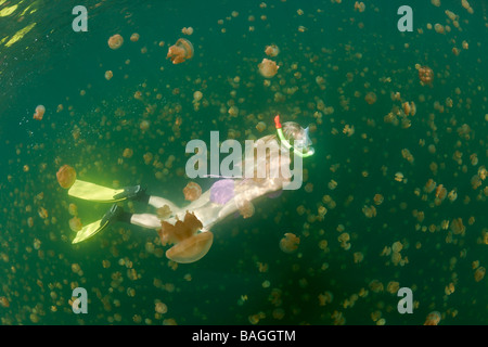 Freitauchen in Jelly Fish Lake Mastigias Papua Etpisonii Jellyfish Lake Mikronesien Palau Stockfoto