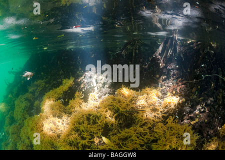 Mangroven mit Schwämmen Jellyfish Lake Mikronesien Palau Stockfoto