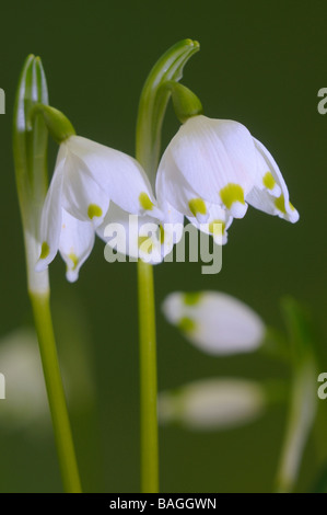 Frühling Schneeflocke (Leucojum Vernum), Blumen Stockfoto