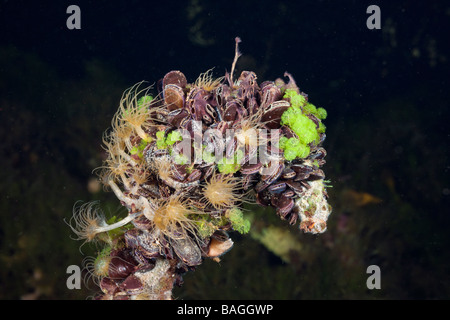 Muscheln in Quallen Quallen See Mikronesien-Palau Stockfoto