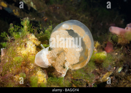 Anemone füttern Quallen Entacmaea Medusivora Mastigias Papua Etpisonii Jellyfish Lake Mikronesien Palau Stockfoto