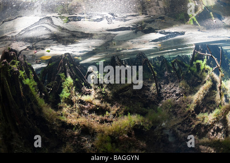 Mangroven-Gebiet in Quallen Quallen See Mikronesien-Palau Stockfoto