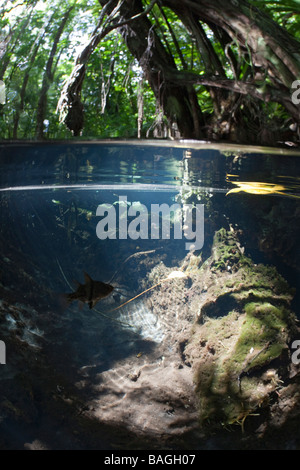 Split-Bild von Mangroven Jellyfish Lake Mikronesien Palau Stockfoto