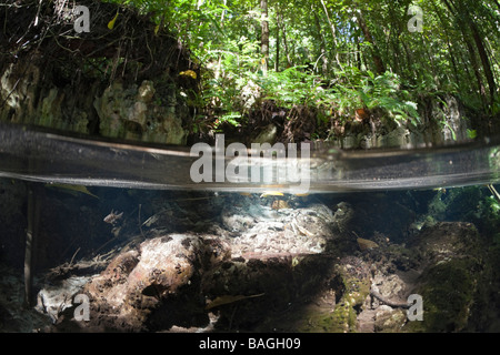 Split-Bild von Mangroven Jellyfish Lake Mikronesien Palau Stockfoto