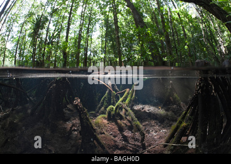 Split-Bild von Mangroven Jellyfish Lake Mikronesien Palau Stockfoto