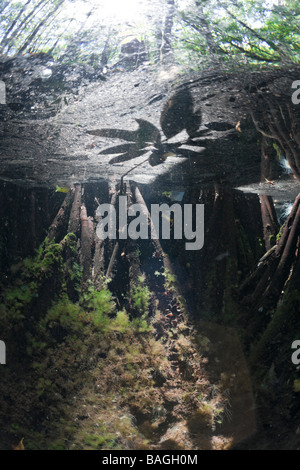 Mangroven-Gebiet in Quallen Quallen See Mikronesien-Palau Stockfoto