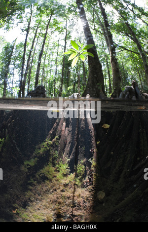 Splitimage von Mangroven Jellyfish Lake Mikronesien Palau Stockfoto