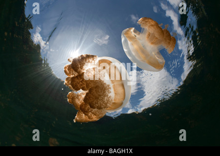 Mastigias Quallen Mastigias Papua Etpisonii Jellyfish Lake Mikronesien Palau Stockfoto