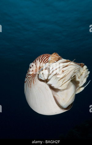 Chambered Nautilus Nautilus Belauensis Mikronesien-Palau Stockfoto