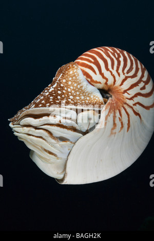 Chambered Nautilus Nautilus Belauensis Mikronesien-Palau Stockfoto