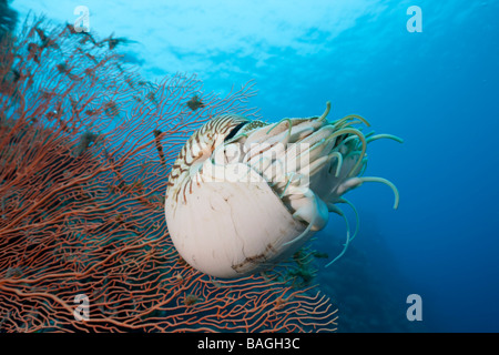 Chambered Nautilus Nautilus Belauensis Mikronesien-Palau Stockfoto