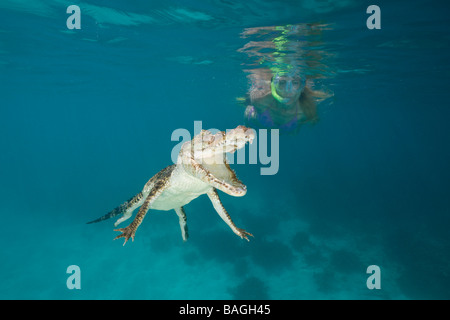 Skin Diver trifft Salzwasser Krokodil Crocodylus Porosus Mikronesien-Palau Stockfoto