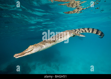 Salzwasser Krokodil Crocodylus Porosus Mikronesien-Palau Stockfoto