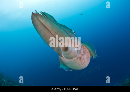 Broadclub Tintenfisch Sepia finden Mikronesien-Palau Stockfoto