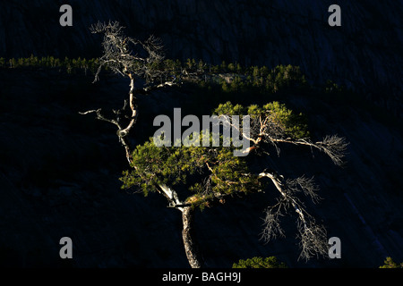 Pine Tree bei Sonnenaufgang, bei Måfjell in Leknes, Nord-Norwegen, Norwegen. Stockfoto