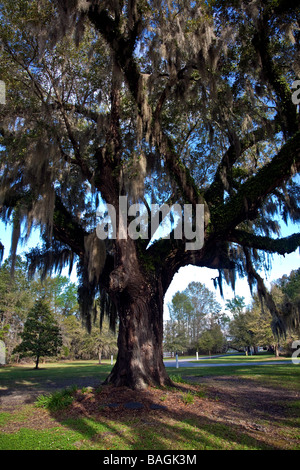 Leben, die Eiche mit spanischem in Charleston South Carolina USA Nordamerika Moos Stockfoto