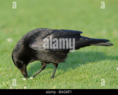 Eine schwarze Krähe etwas Brot essen, mit seinem Schnabel und Krallen. Stockfoto