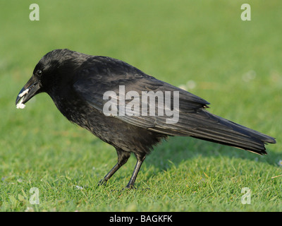 Eine schwarze Krähe etwas Brot essen. Stockfoto