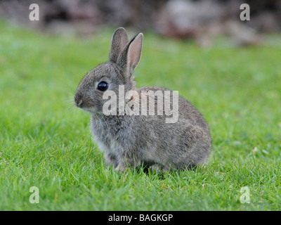 Ein kleines wild grau Baby-Kaninchen. Stockfoto