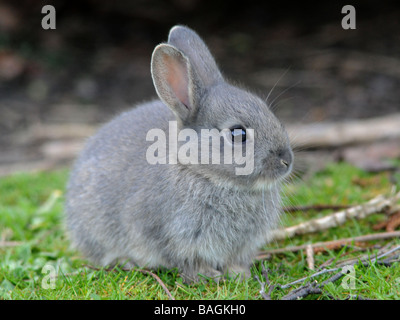 Ein kleines wild grau Baby-Kaninchen. Stockfoto