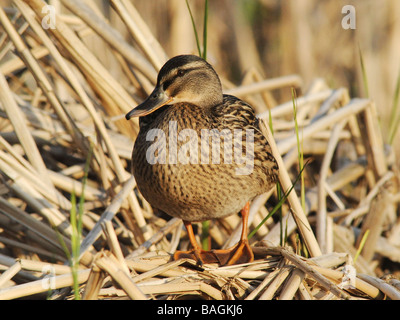 Eine weibliche Stockente Enten nisten und sitzen auf Stroh. Stockfoto