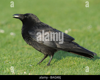 Eine schwarze Krähe etwas Brot essen. Stockfoto