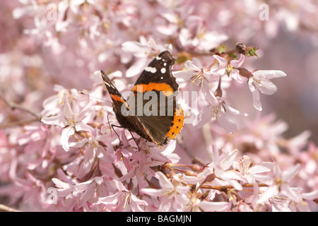 Ein Schmetterling rot Admiral auf ein weinender Kirschenbaum, umgeben von rosa Blüten Stockfoto