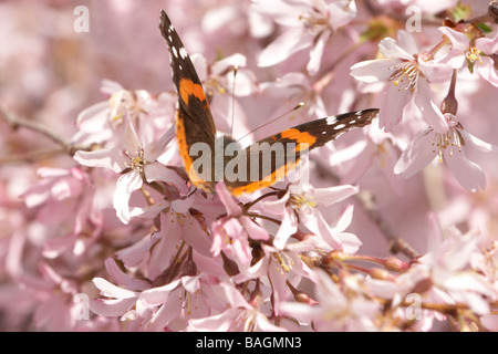 Ein Schmetterling rot Admiral auf ein weinender Kirschenbaum, umgeben von rosa Blüten Stockfoto