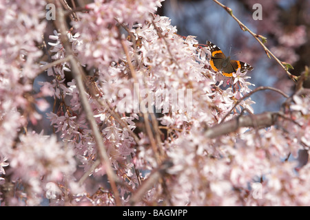 Ein Schmetterling rot Admiral auf ein weinender Kirschenbaum, umgeben von rosa Blüten Stockfoto