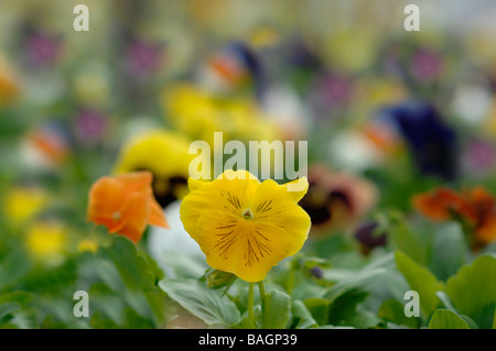 Stiefmütterchen im Frühjahr Stockfoto