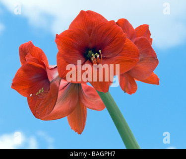 Basuto Amaryllis in der Florida Frühling auch bekannt als Belladonna Lily und Barbados Lily Amaryllidaceae hippeastrum Stockfoto