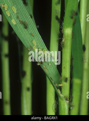 Rotkornblattlaus Metopolophium dirhodum-Vogel-Kirschlaus Rhopalosiphum padi auf einem Gerstenblatt Stockfoto