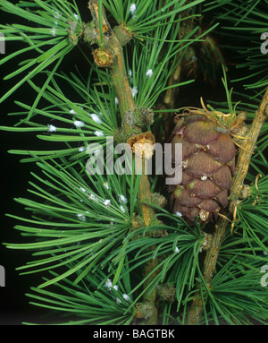 Lärche Adelges Adelges Laricis wachsartige weiße Massen von Schadinsekten auf Lärchennadeln Stockfoto