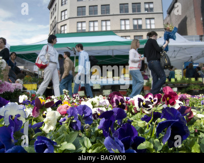 Wohnungen von Stiefmütterchen im Verkauf bei der Union Square Greenmarket in New York am Samstag, 18. April 2009 Richard B Levine Stockfoto