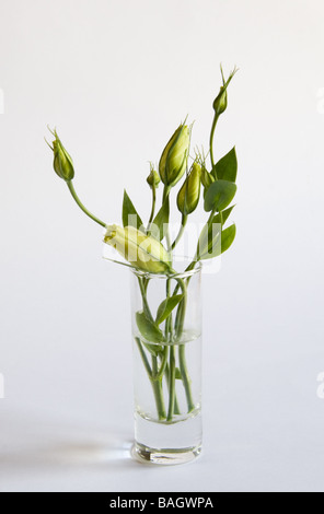 Hohen Schlüsselbild weiße Lisianthus Blumen in einer Glasvase Stockfoto