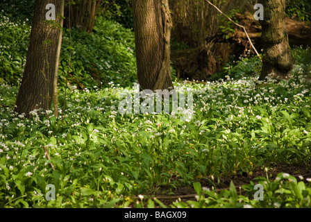 Wilder Knoblauch aka Bärlauch wächst in einem schattigen Wald Stockfoto