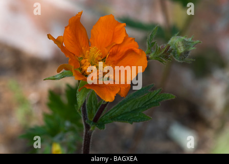Geum X Borisii (Avens) Nahaufnahme Schuss von leuchtend orange Untertasse geformte Blüte. Eine Staude, die von Mai bis September blüht. Stockfoto