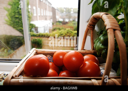 Tomaten Reifen in einem Korb auf einem Fensterbrett im Küchenfenster Stockfoto