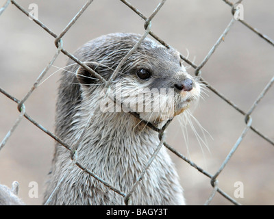 Eine Gefangenschaft asiatischen Shortclawed Otter in Gefangenschaft in einem Käfig. Stockfoto