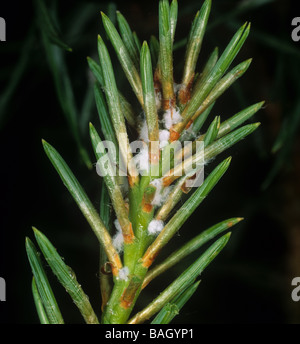 Föhren Adelges Pineus Pini auf Schotten Tannennadeln Stockfoto