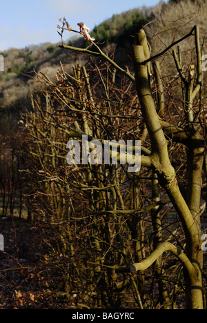 Fagus Sylvatica Beech Hedge hart beschnitten, um das Wachstum anzukurbeln Stockfoto