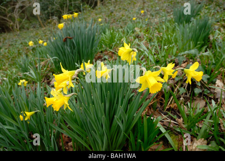 Narzissen in einem walisischen Wald, Großbritannien. Stockfoto