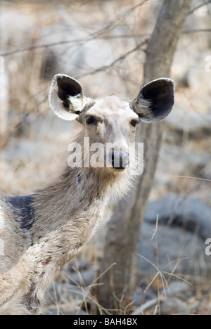 Weibliche Sambar-Hirsche, alert Haltung Stockfoto