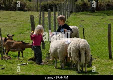 Stock Foto von einem drei Jahre alten Mädchen und ihre 9-jährige Borther stehen neben Schafen und Ziegen in einem Feld T Stockfoto