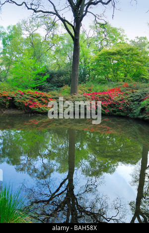 Englische Waldgebiet mit Rhododendron und Azaleen Stockfoto
