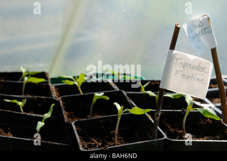 Stock Foto von Tomatenpflanzen wachsen in ihren Kunststoff Samen Schalen in einem Folientunnel Stockfoto