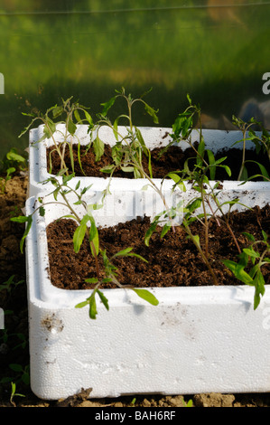 Stock Foto von Tomaten Setzlinge in einer alten Kunstglas-Box als einen Anzuchtkasten angebaut Stockfoto